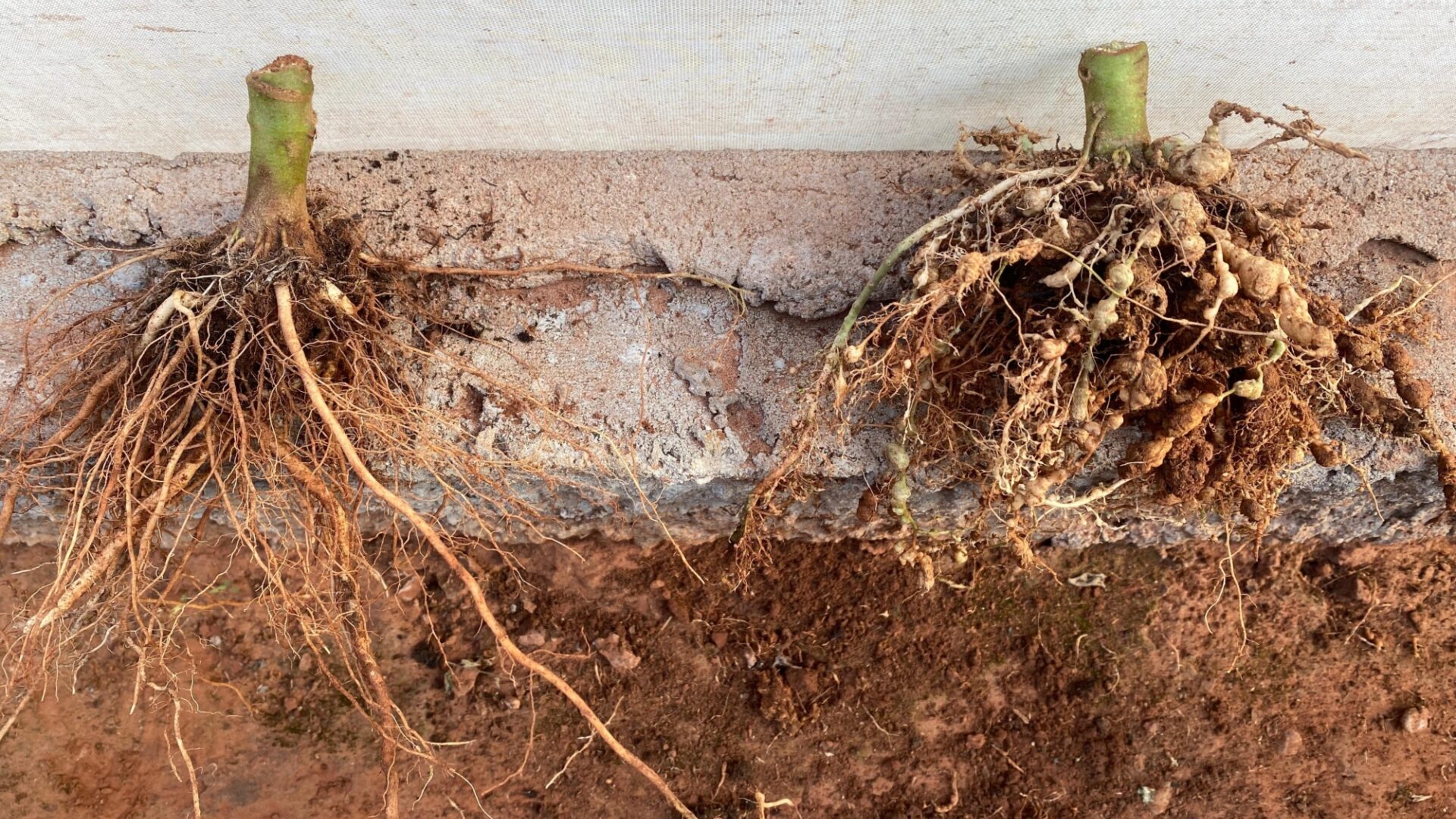 Left Sanaterra compared to a comparative variety with affected roots