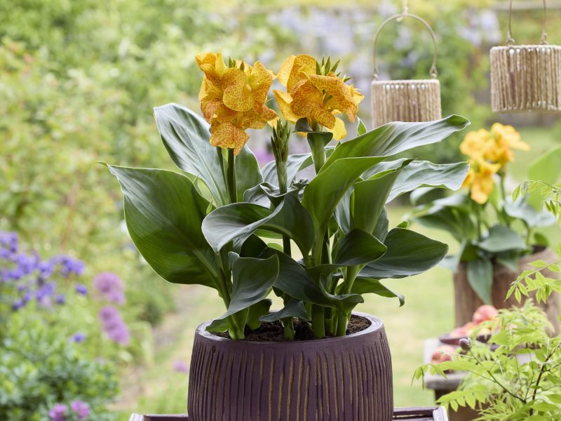 Canna generalis Gold Leopard