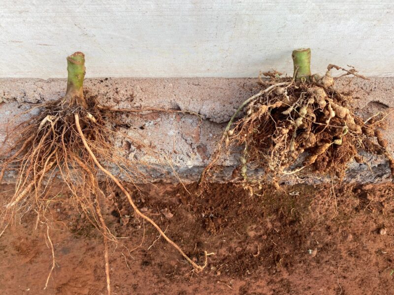 Left Sanaterra compared to a comparative variety with affected roots