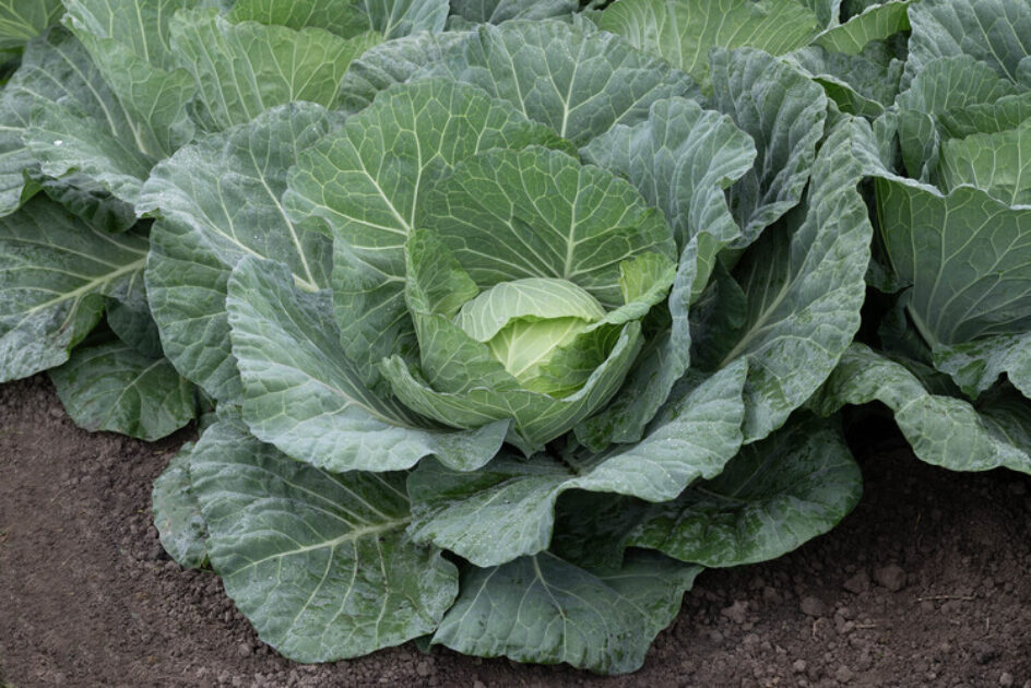Types Of Cabbage Plants Description Of Early Varieties Of White