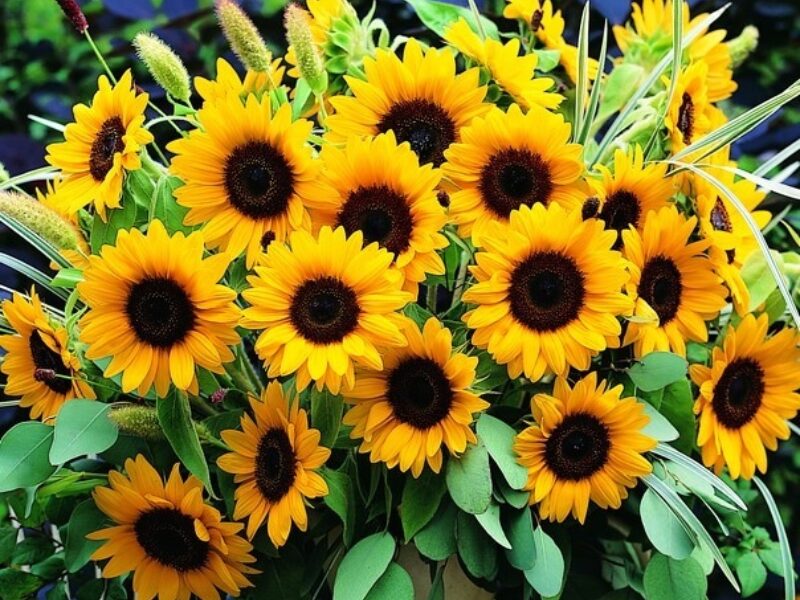 sunflower 2本 Takii Europe | Sunrich F1 Orange DMR