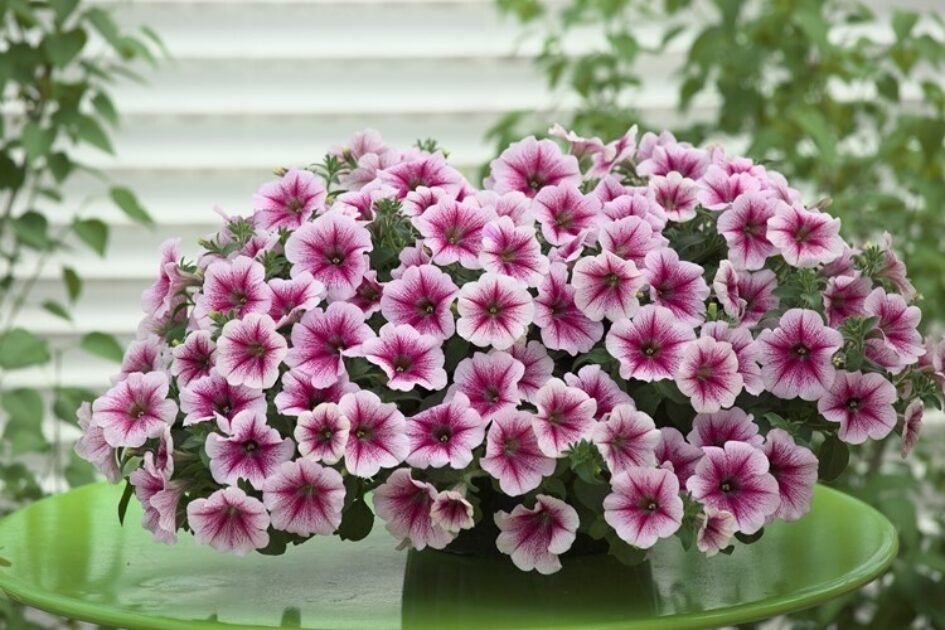 4965_2090_1508072140_2025-10-