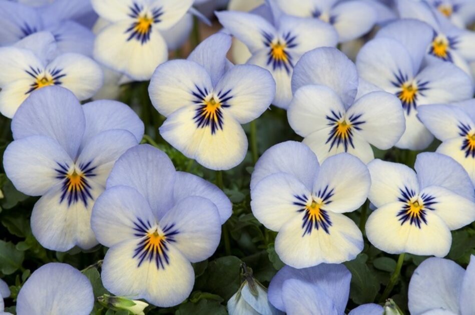 Takii Europe | Floral Power F1 Blue Picotee
