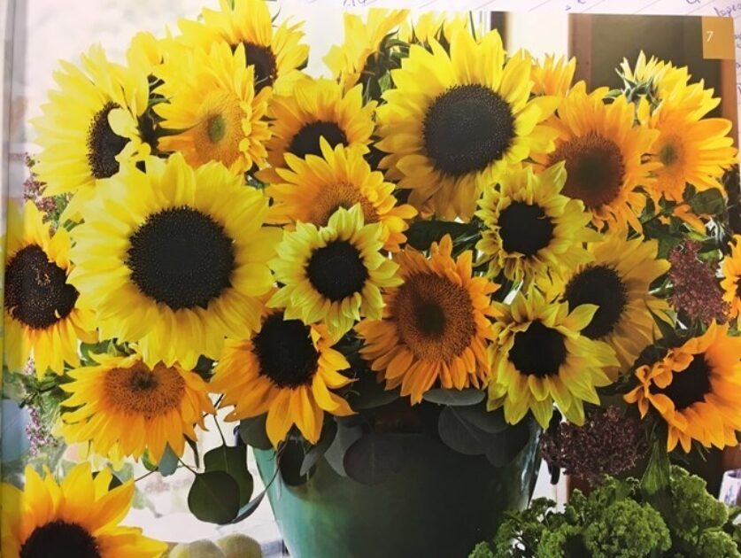 Takii Europe | Special Cutflower Formula Mix HELIANTHUS annuus