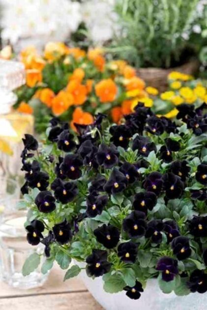 Takii Europe | Back to Black VIOLA cornuta