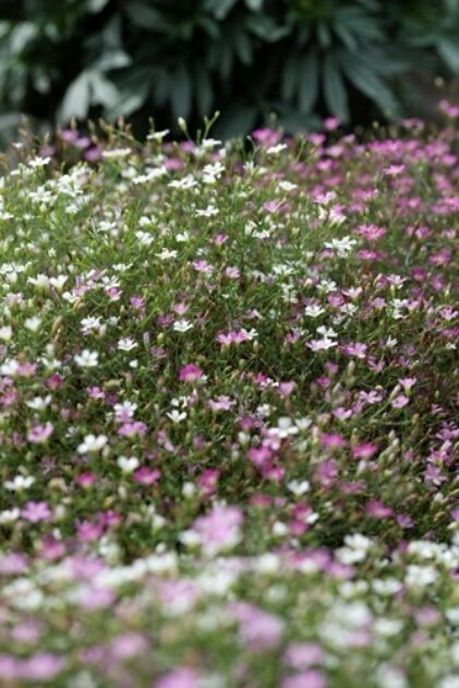 Takii Europe | Cotton Candy Mix GYPSOPHILA muralis