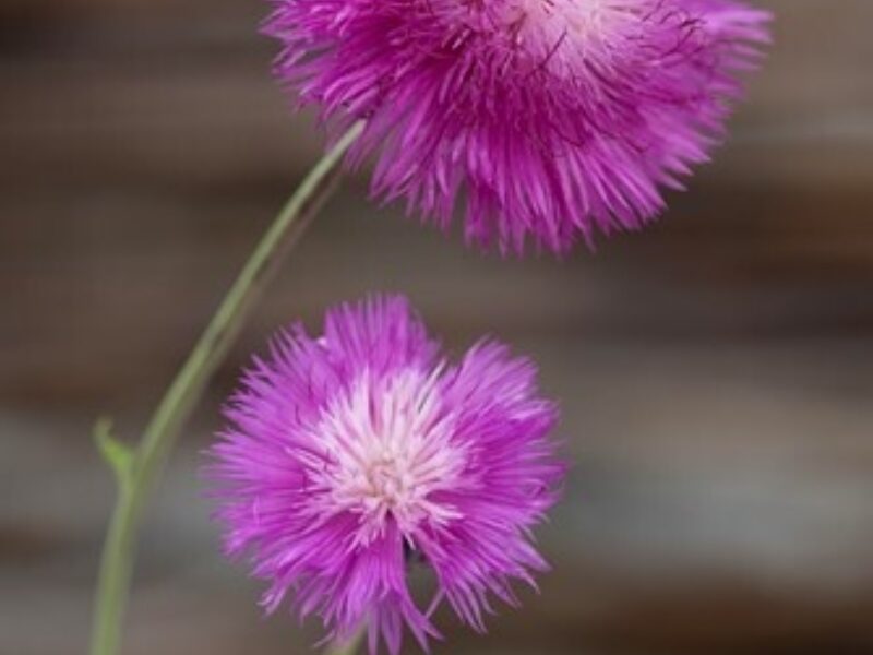 Takii Europe Graciosa CENTAUREA Moschata